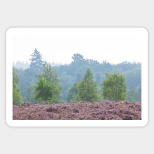 Heathland, morning mist, heather bloom, Niederhaverbeck Sticker